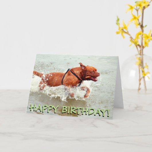 Franse Mastiff verjaardagskaart Kaart (Gele Bloem)