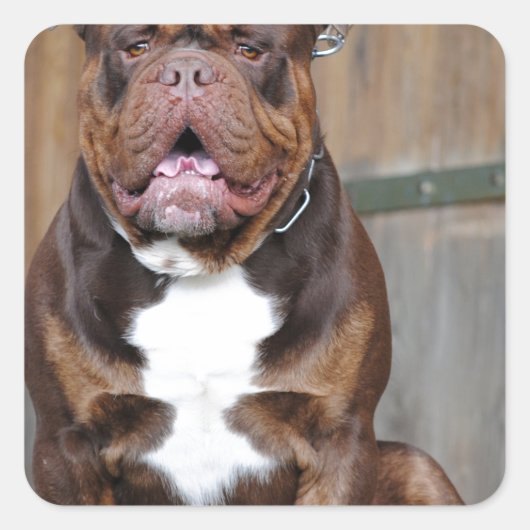 Franse Mastiff Vierkante Sticker (Voorkant)