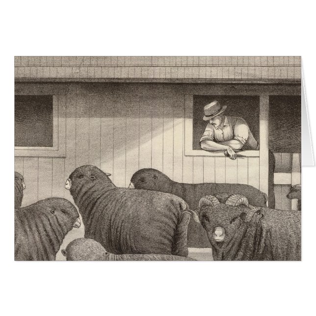 Franse merino-schapen (Voorkant Horizontaal)