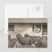 Franse merino-schapen briefkaart (Voorkant / Achterkant)