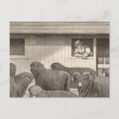 Franse merino-schapen briefkaart (Voorkant)