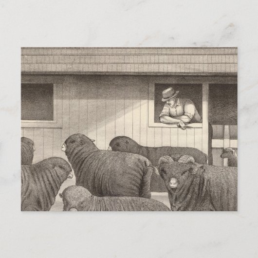 Franse merino-schapen briefkaart (Voorkant)