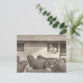 Franse merino-schapen briefkaart (Staand voorkant)