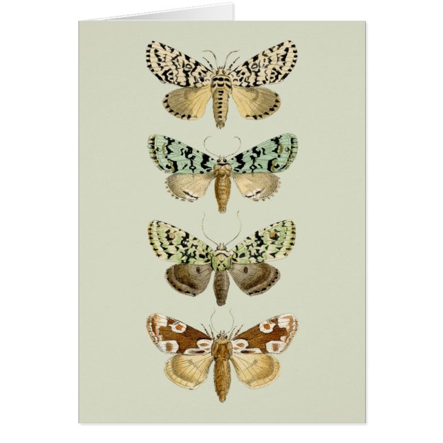  Franse Moths (Voorkant)