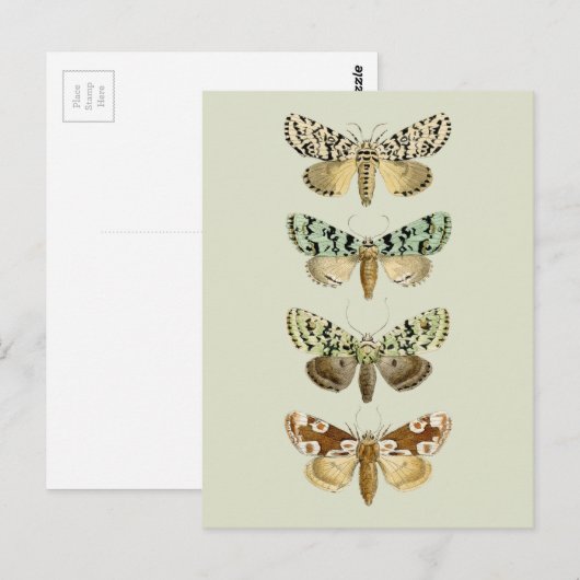  Franse Moths Briefkaart (Voorkant / Achterkant)
