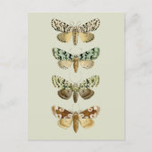  Franse Moths Briefkaart (Voorkant)