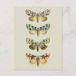 Franse Moths Briefkaart