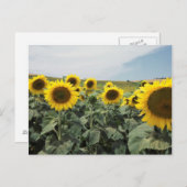 Franse Provence, Uitzicht van zonnebloemen Briefkaart (Voorkant / Achterkant)