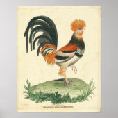  Franse Rooster Print (Voorkant)