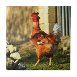 Franse rooster tegeltje