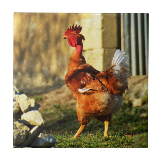 Franse rooster tegeltje (Voorkant)