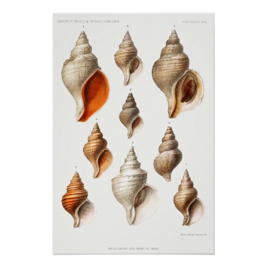 Franse Seashell Beach Shell Zand Ocean Perfect Poster (Voorkant)