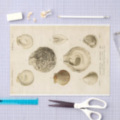 Franse Seashell  Decoupage Shell Beach Tissuepapier (Craft)