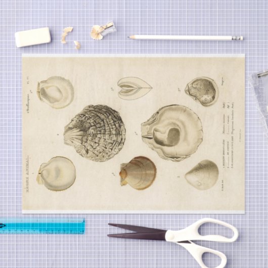 Franse Seashell  Decoupage Shell Beach Tissuepapier (Craft)