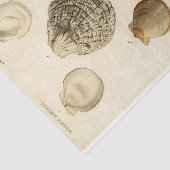 Franse Seashell  Decoupage Shell Beach Tissuepapier (Detail)