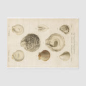 Franse Seashell  Decoupage Shell Beach Tissuepapier (Voorkant)