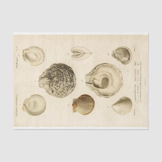 Franse Seashell  Decoupage Shell Beach Tissuepapier (Voorkant)