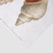 Franse Seashell  Strand Decoupage Shell Sand Tissuepapier (Detail)