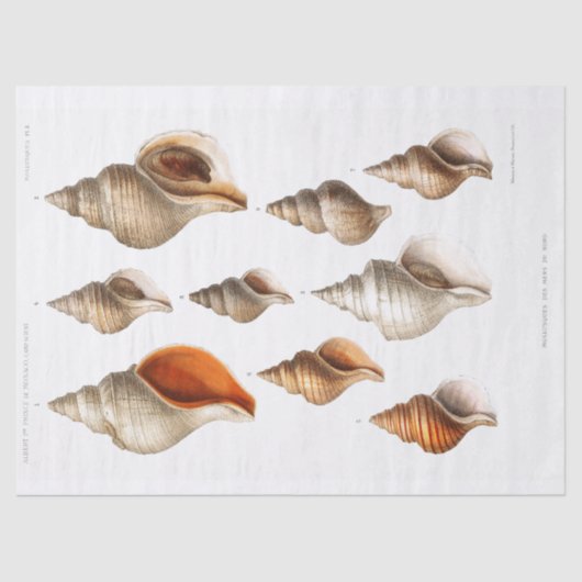 Franse Seashell  Strand Decoupage Shell Sand Tissuepapier (Voorkant)