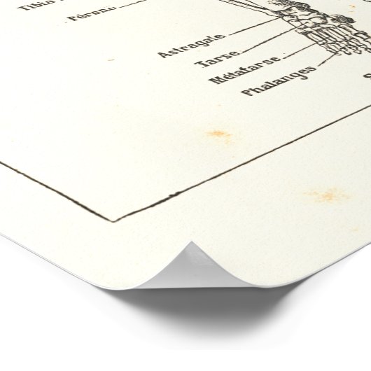 Franse Skeleton Anatomy  Grafiek 1800 Poster (Hoek)