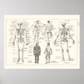 Franse Skeleton Anatomy  Grafiek 1800 Poster (Voorkant)