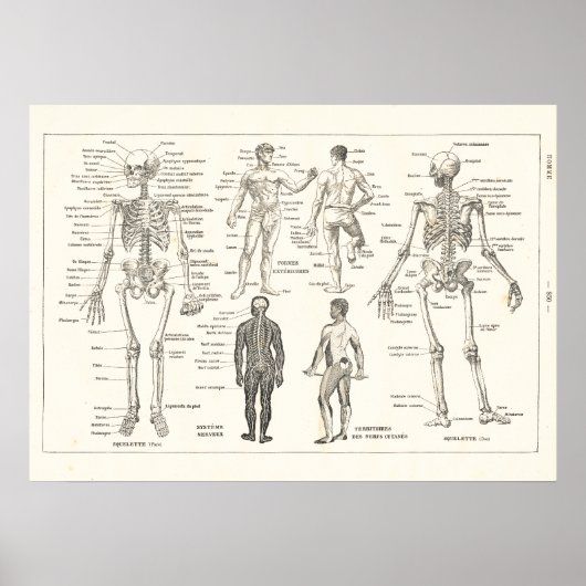 Franse Skeleton Anatomy  Grafiek 1800 Poster (Voorkant)