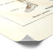 Franse  spieranatomie Grafiek 1800 Poster (Hoek)