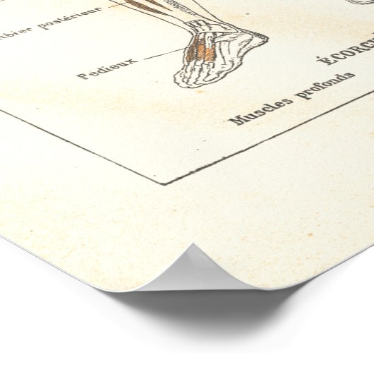 Franse  spieranatomie Grafiek 1800 Poster (Hoek)