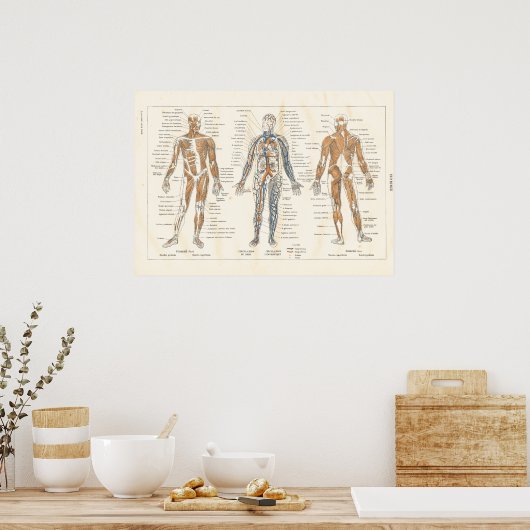 Franse spieranatomie Grafiek 1800 Poster (Keuken)