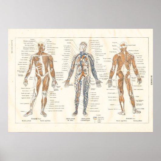 Franse  spieranatomie Grafiek 1800 Poster (Voorkant)
