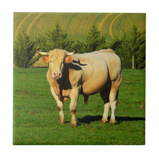 Franse stier tegeltje (Voorkant)