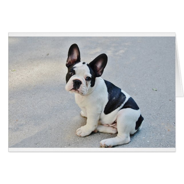 franse stierenhond (Voorkant Horizontaal)