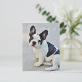 franse stierenhond briefkaart (Staand voorkant)