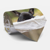 franse stierenhond die een pupil zoekt stropdas (Opgerold)