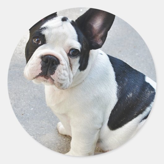 franse stierenhond sticker (Voorkant)