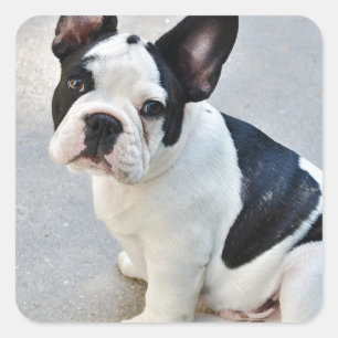 franse stierenhond sticker