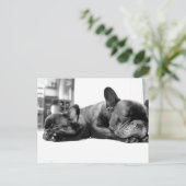 Franse stierenhonden puppies die naast elkaar slap briefkaart (Staand voorkant)