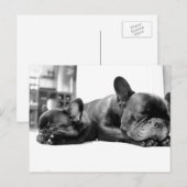 Franse stierenhonden puppies die naast elkaar slap briefkaart (Voorkant / Achterkant)