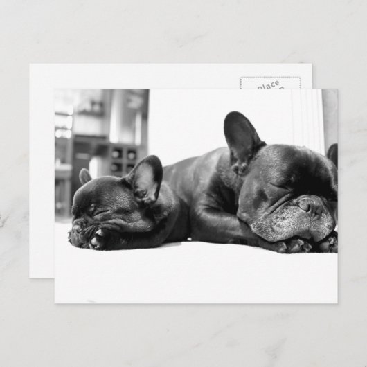 Franse stierenhonden puppies die naast elkaar slap briefkaart (Voorkant / Achterkant)