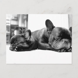 Franse stierenhonden puppies die naast elkaar slap briefkaart