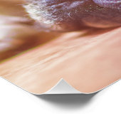 franse stierenlegger perfect poster (Hoek)