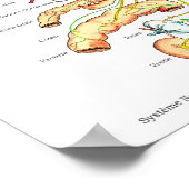 Franse Subluxatie Ruggengraat Zenuwen ANS Grafiek Poster (Hoek)