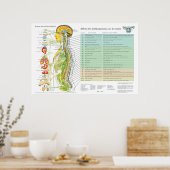 Franse Subluxatie Ruggengraat Zenuwen ANS Grafiek Poster (Keuken)