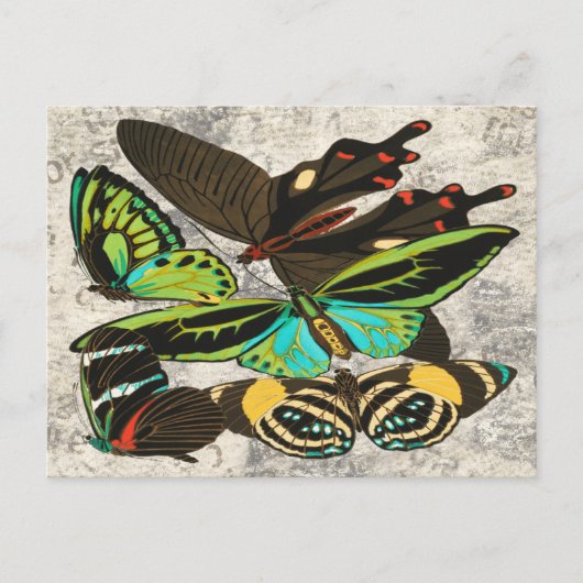 Franse Vintage Vlinder Botanische Kunst Briefkaart (Voorkant)