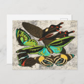 Franse  Vlinders Illustratie-1 Briefkaart (Voorkant / Achterkant)