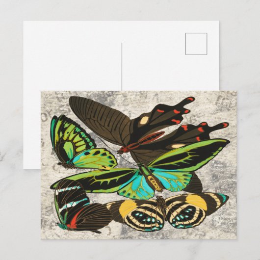 Franse  Vlinders Illustratie-1 Briefkaart (Voorkant / Achterkant)