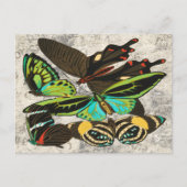 Franse  Vlinders Illustratie-1 Briefkaart (Voorkant)