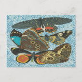 Franse  Vlinders Illustratie-2 Briefkaart (Voorkant)