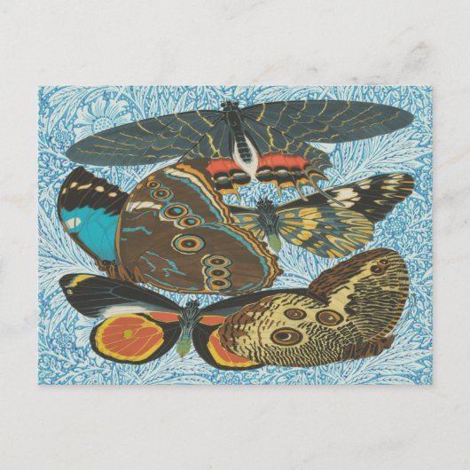 Franse Vlinders Illustratie-2 Briefkaart (Voorkant)