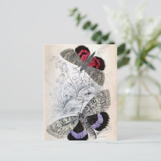  Franse vlinderschildering - Postkaart (Staand voorkant)